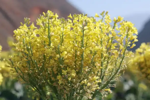 How does broccoli seed extract improve health?